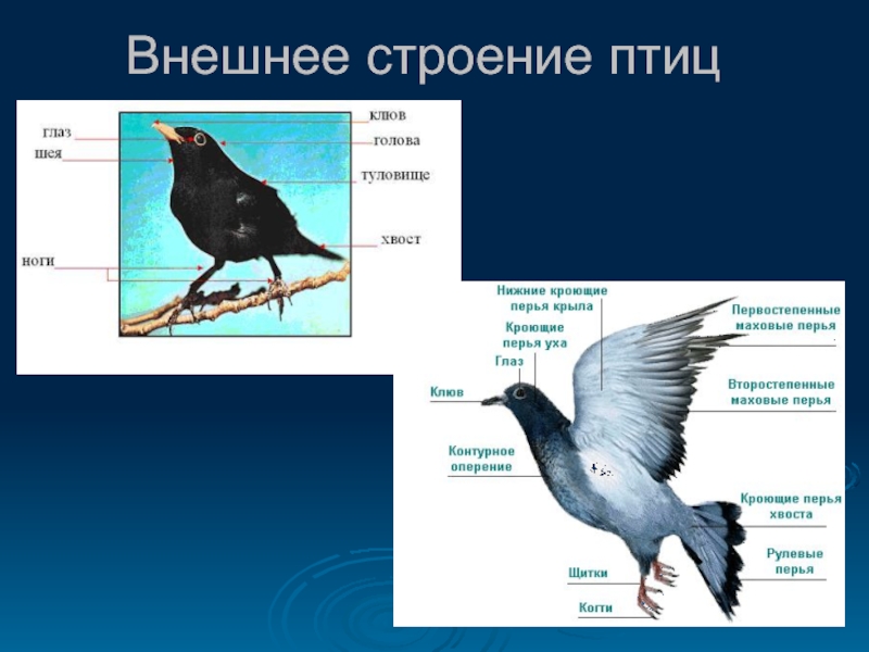 Внешнее строение птиц. Внешнее строение птицы биология 7 класс. Внешнее строение птиц таблица. Строение птиц таблица.
