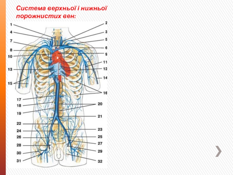 Система полых вен схема. Верхняя полая Вена схема. Система верхней полой вены. Система нижней полой вены.. Венозная система анатомия верхняя полая Вена. Верхняя полая Вена и нижняя полая Вена.