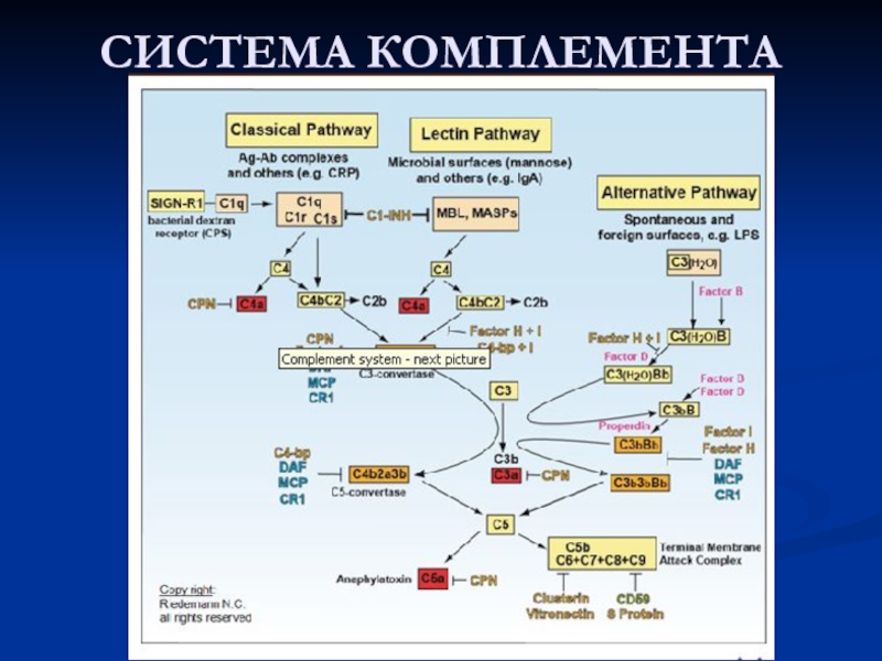 Система комплемента. Система комплемента механизм действия. Центральная фракция системы комплемента. Функции системы комплемента иммунология. Функции компонентов системы комплемента.