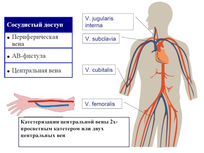 Вены и артерии человека фото