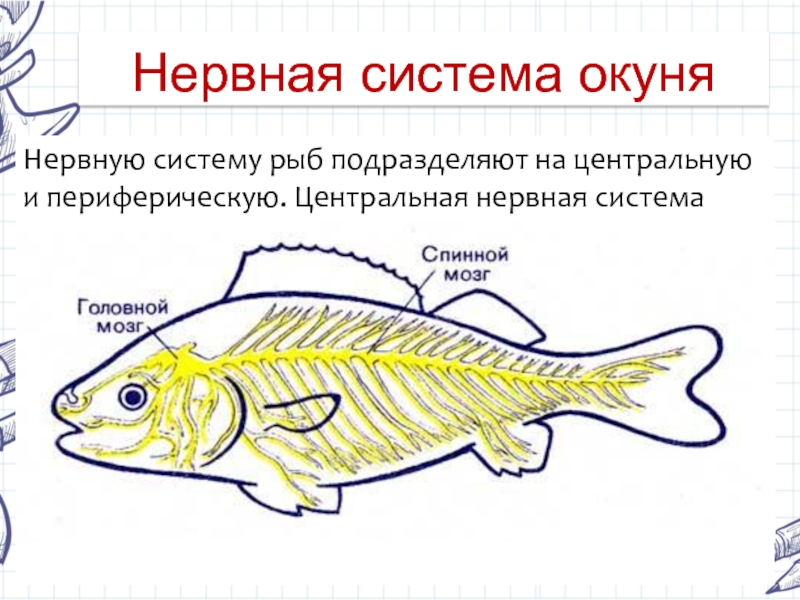 Появление головного мозга у рыб. Нервная система рыб 7 класс биология. Нервная система рыб отделы головного мозга. Строение нервной системы рыб. Нервная система рыб головной мозг.