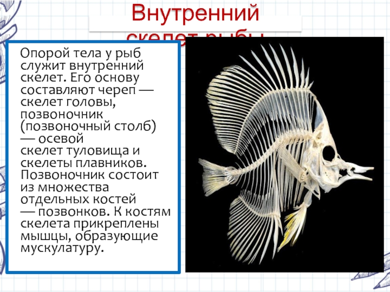 Память как у рыбки впр 4 класс. Скелет рыбы. Внутренний скелет рыбы. Основа скелета рыбы. Осевой скелет рыб.