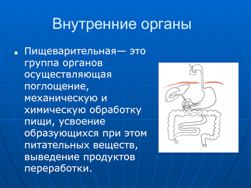 Группы органов. Пищеварение. Органы пищеварения механическая обработка пищи. Пищеварительная функция механическая и химическая обработка пищи. Группа органов - поглощение и механическая обработка пищи.