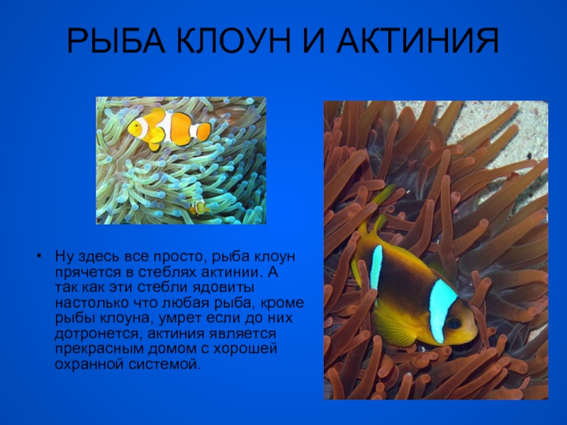 Отношения рыбы клоуна и актинии. Рыба клоун и актиния. Рыба-клоун и актиния Тип взаимоотношений. Мутуализм рыба клоун и актиния. Рыба клоун и актиния взаимоотношения.