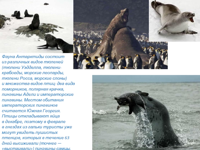 Фауна Антарктиды состоит из различных видов тюленей (тюлени Уэдделла, тюлени-крабоеды, морские леопарды,
