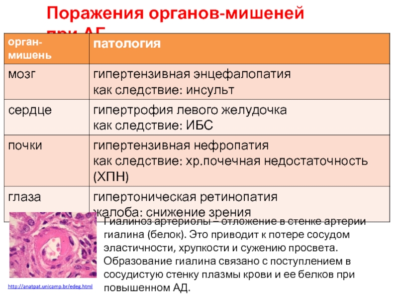 Органы мишени при артериальной