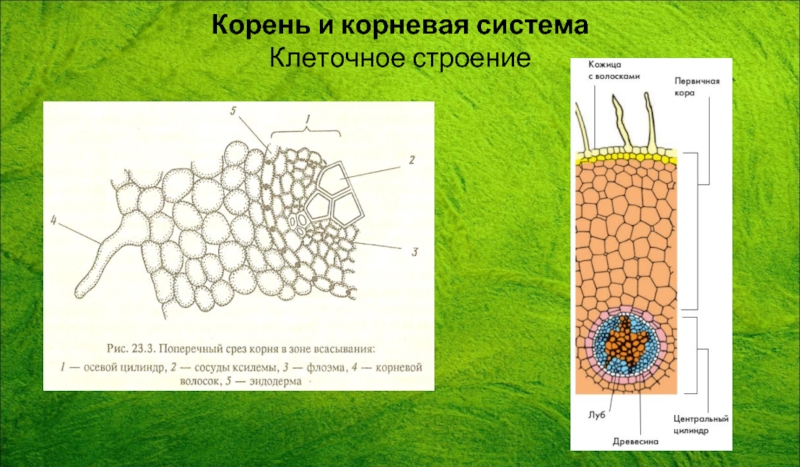 Каким номером на рисунке обозначена растительная ткань. Клеточное строение корня. Строение эпидермиса корня. Ткань корня эндодерма. Эндодерма корня выполняет функции.