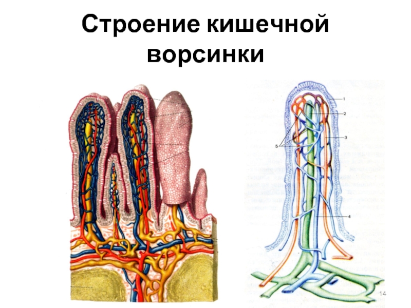 Выберите три верно обозначенные подписи к рисунку на котором изображено строение кишечных ворсинок