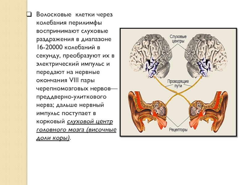 Нервные импульсы в органе слуха человека возникают