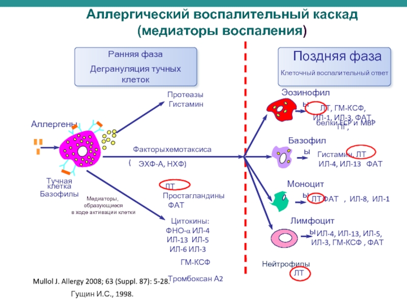 Пути воспаления