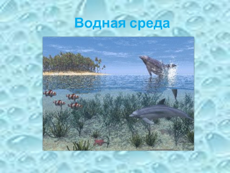 Живые организмы в водной среде жизни. Обитатели водной среды жизни. Презентация водная среда. Обитатели водной среды 5 класс. Водная среда биология 5 класс.