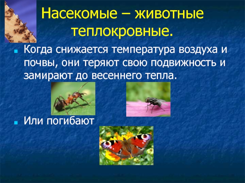 Адаптация насекомых презентация 9 класс