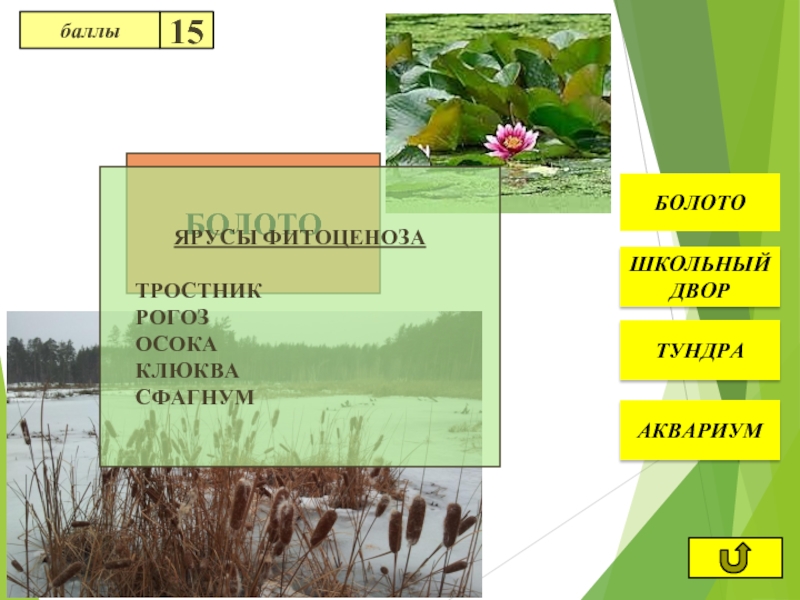 Тест по теме растительные сообщества. Растительные сообщества 7 класс. Фитоценоз болота. Растительные сообщества 7 класс презентация. Растительные сообщества фото.