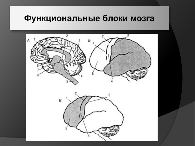 Функциональные блоки мозга. Блоки мозга по а. р. Лурия. Нейрофизиология головного мозга. Морфо-функциональные блоки мозга.