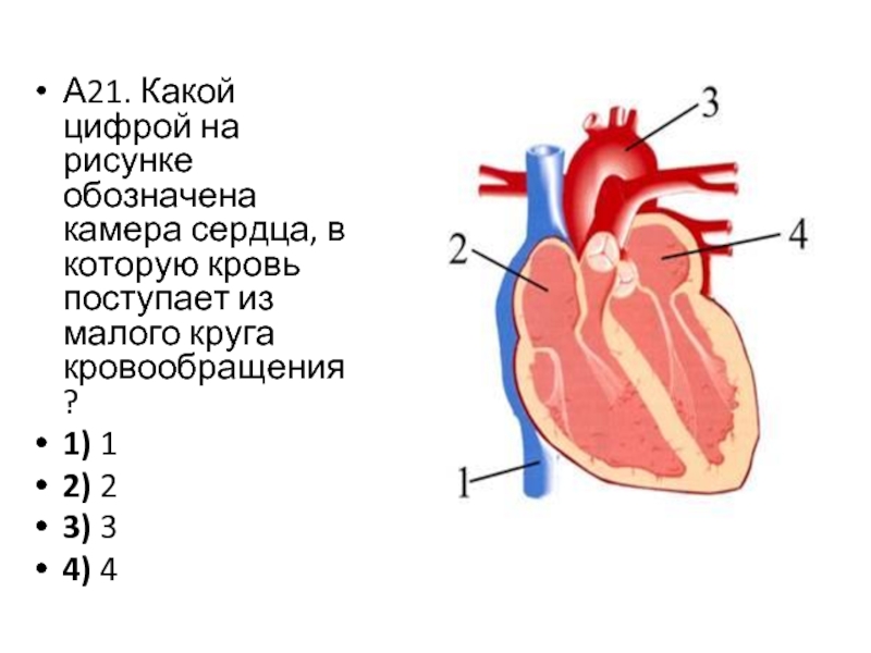 Назовите части сердца обозначенные цифрами на рисунке