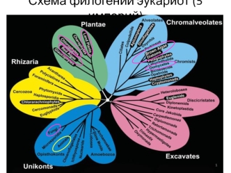 Схема филогении эукариот. (Лекция 3)