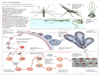 Тип Споровики. Класс Кокцидиеобразные