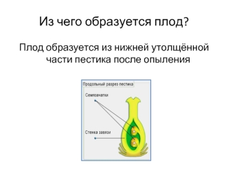 Строение семени фасоли