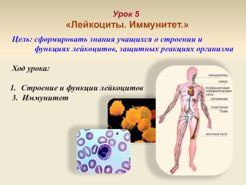 Реакции организмов биология. Лейкоциты иммунитет. Защитная роль лейкоцитов в организме человека. Функции лейкоцитов иммунитет. Лейкоциты, их роль в защитных реакциях организма..