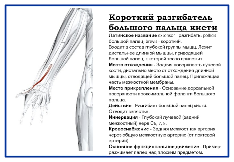 Короткий разгибатель большого пальца кисти. Длинный разгибатель большого пальца кисти. Длинная мышца отводящая большой палец кисти. Короткая мышца отводящая большой палец кисти.