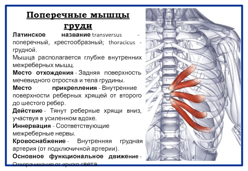 Место прикрепления внутренних межреберных мышц:. Поперечная мышца. Грудные мышцы места их прикрепления к грудины.