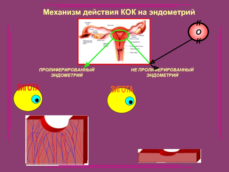 Кок при эндометрии. Комбинированные оральные контрацептивы механизм действия. Механизм действия Кок. Механизм действия комбинированных оральных контрацептивов. Коки механизм действия.