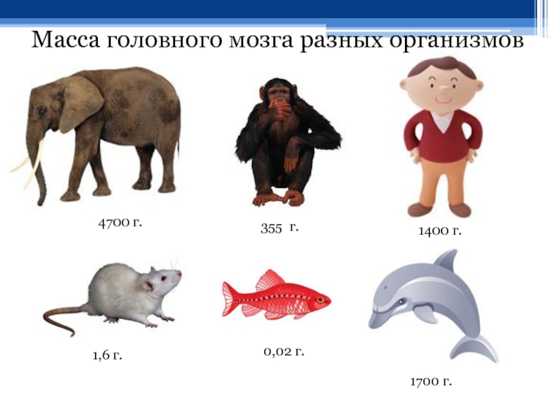 Какой вес мозга человека. Масса мозга. Мозг разных животных. Вес мозга у разных животных. Вес мозга Льва.