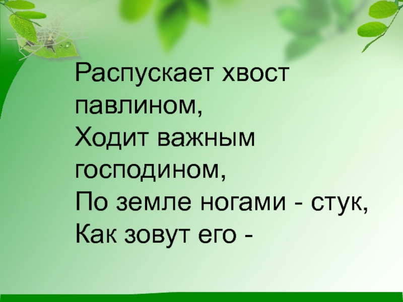 Стук земли. Распускает хвост павлином ходит важным господином. Распустить хвост. Распустить хвост происхождение. Распушить хвост песня.