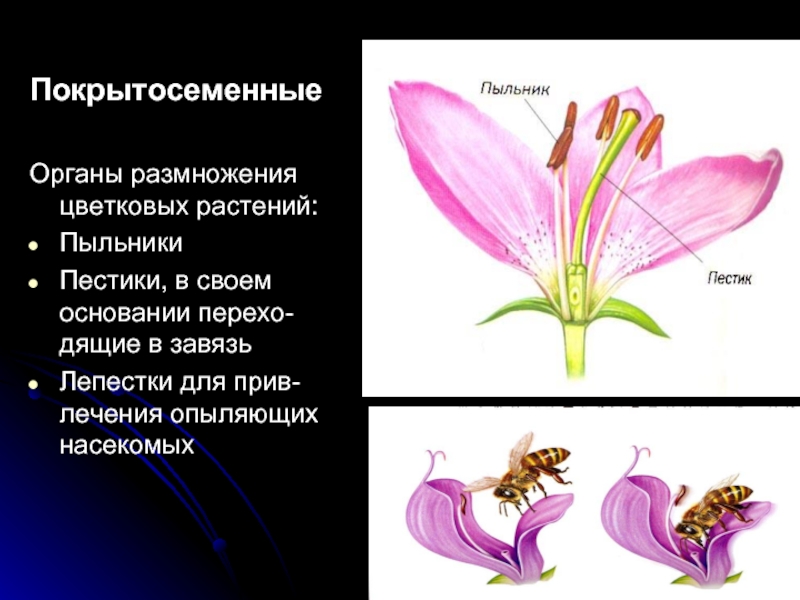 Органами размножения у цветка являются. Покрытосеменные цветы. Цветок покрытосеменных растений. Размножение цветковых растений. Цветок орган размножения покрытосеменных растений.