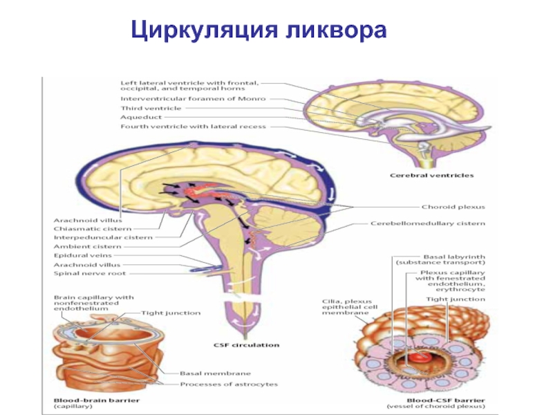 Движение ликвора в головном мозге схема