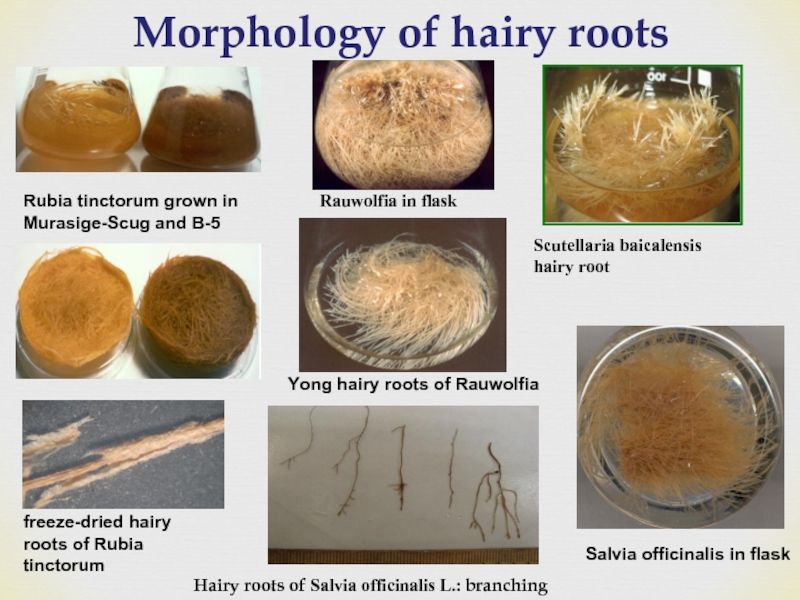 Morphology of hairy roots Rubia tinctorum grown in Murasige-Scug and B-5 Rauwolfia