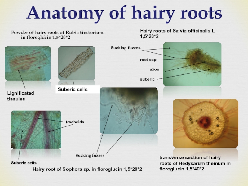 Anatomy of hairy roots Powder of hairy roots of Rubia tinctorium in