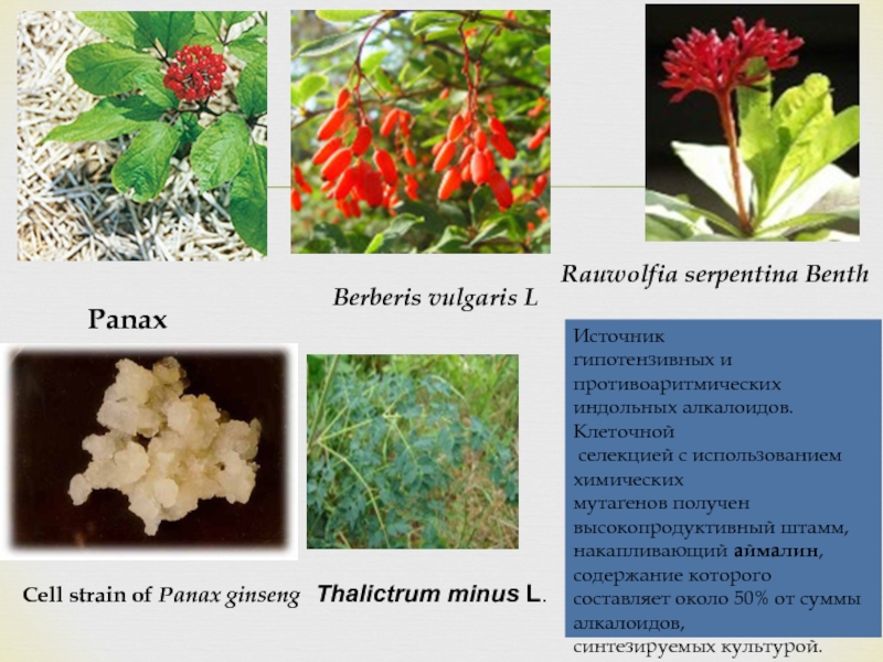 Cell strain of Panax ginseng Panax Berberis vulgaris L Thalictrum minus