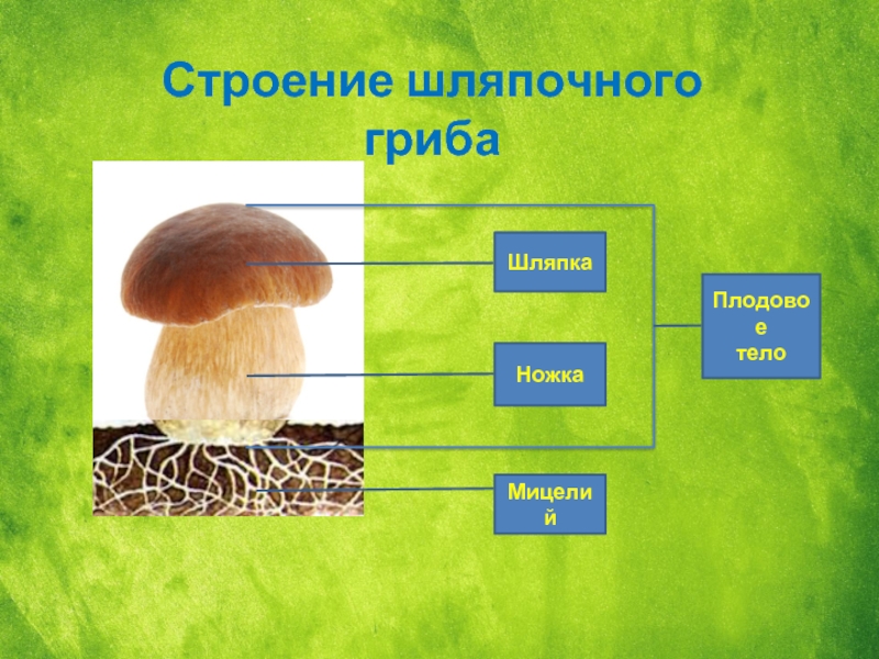 Презентация многообразие грибов их роль в природе и жизни человека