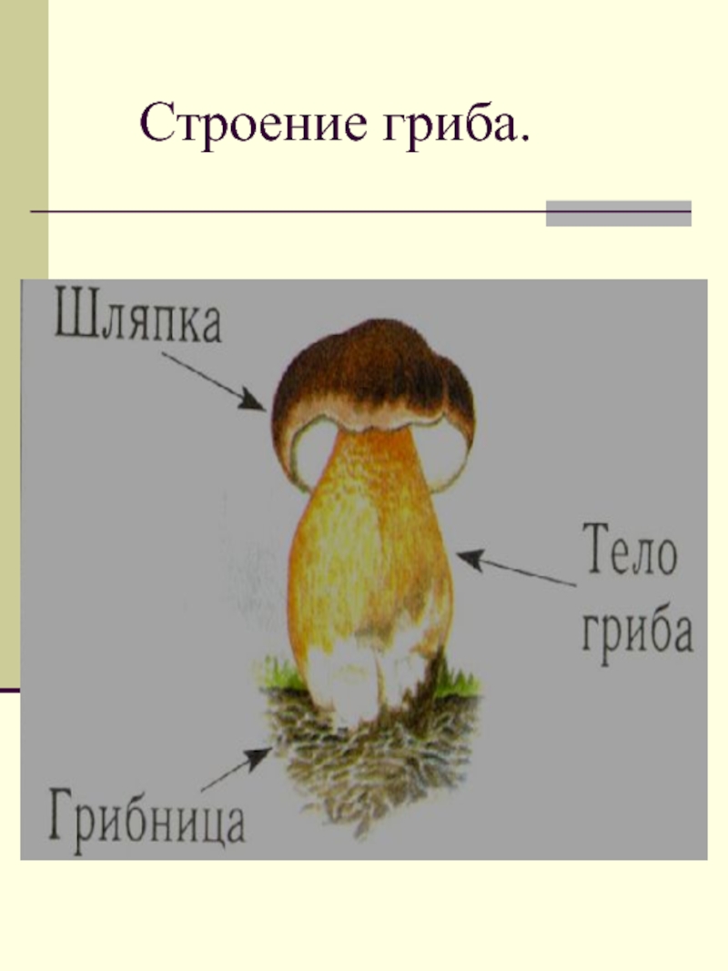 Части гриба 2 класс окружающий мир