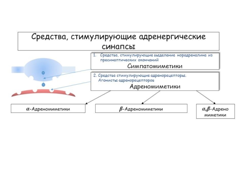 Адренергические средства презентация