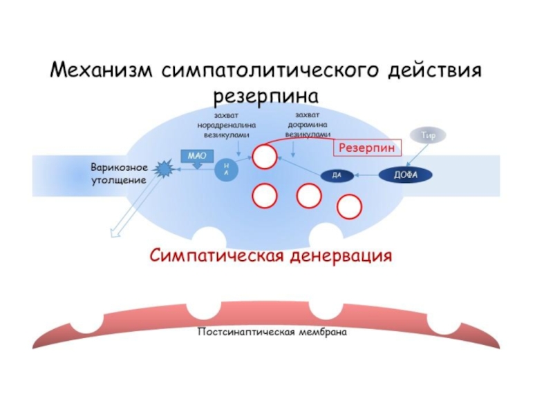 Адренергические средства презентация