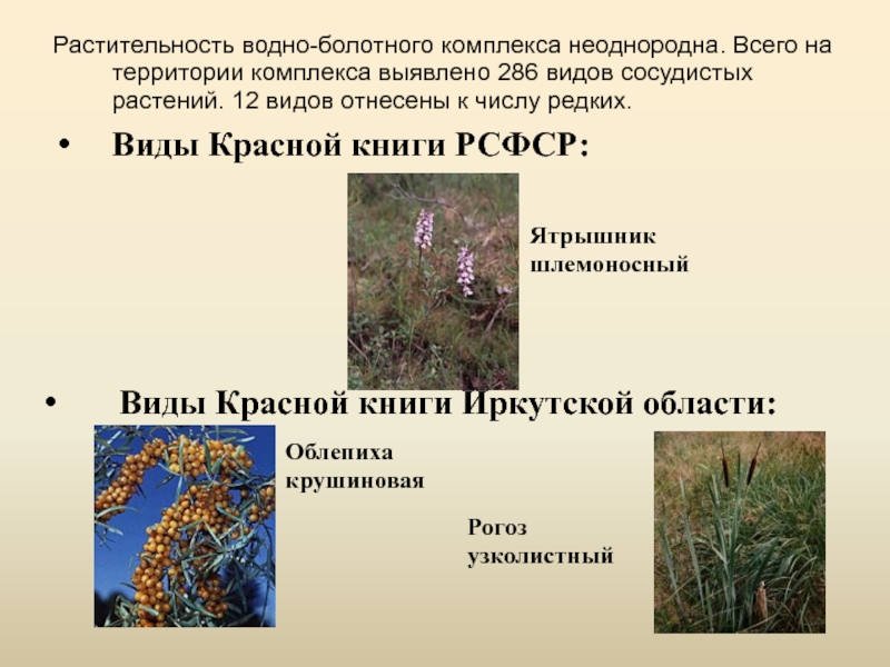 Лекарственные растения иркутской области