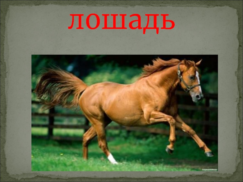 Предложения с словом конь. КАСЛАЙД лошадь. Самая большая лошадь слайд для презентации.