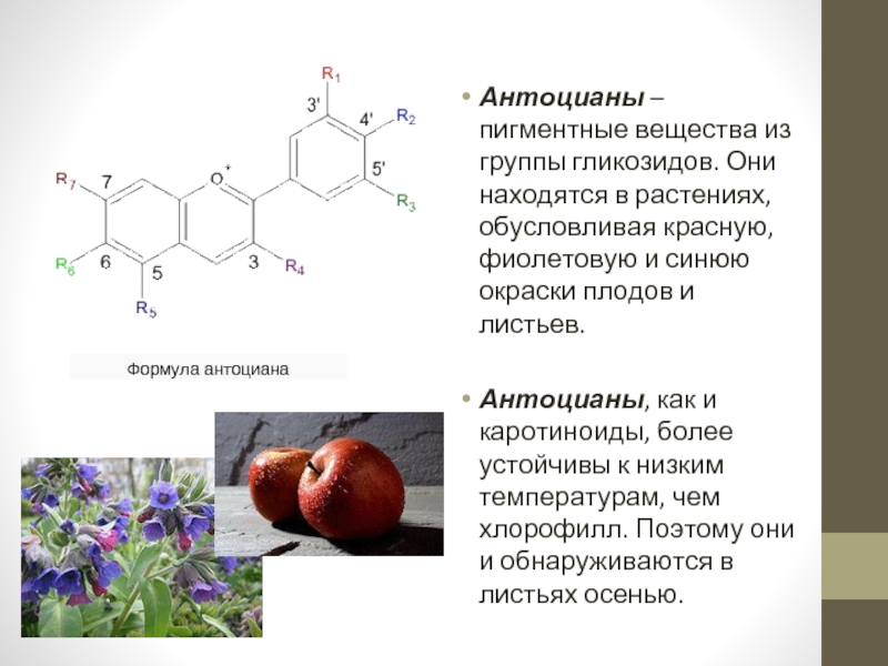 Синтез антоцианов. Хлорофилл каротиноиды и антоцианы. Антоцианы флавоноиды каротиноиды. Антоциан формула химическая. Антоцианы пигменты растений.