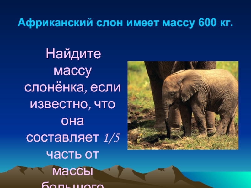 Рост африканского слона. Вес африканского слона. Вес большого слона. Высота африканского слона. Африканский слон вес и рост.