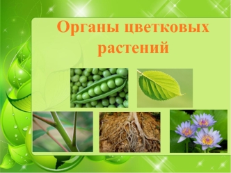 Органы цветковых растений