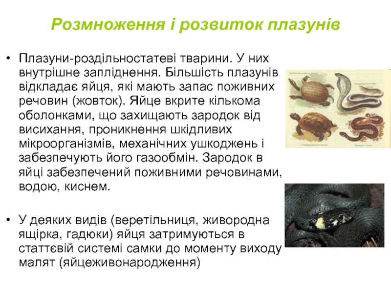 Реферат: Екологія плазунів Роль та значення плазунів в системі живої природи Охорона плазунів Птахи