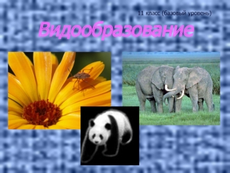 Видообразование. Пути образования новых видов