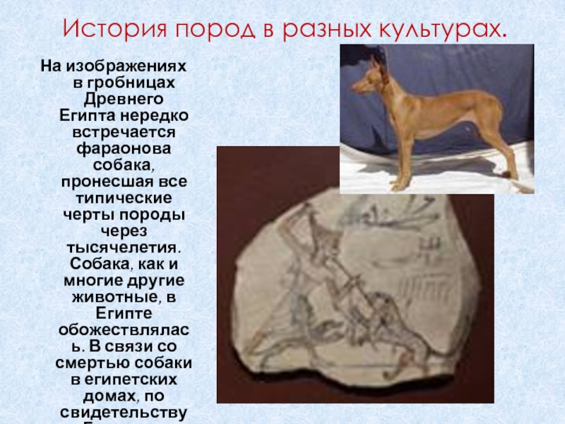 Порода самой древней собаки