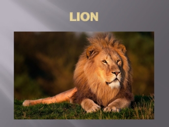 Lion. What it looks like and color