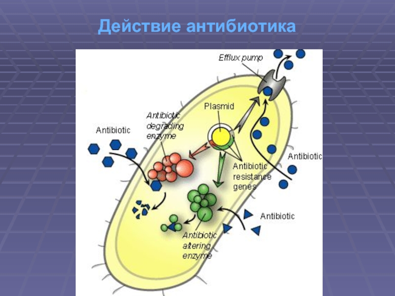 Схема действия антибиотиков