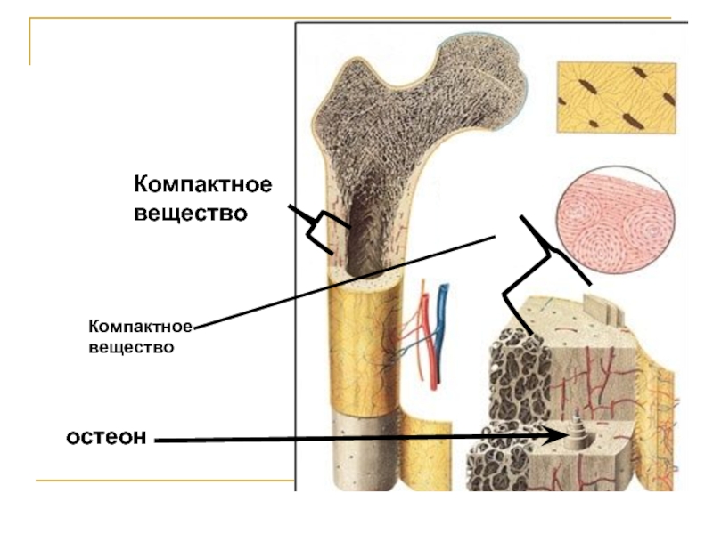Губчатое вещество кости функции. Компактное вещество остеоны. Компактное вещество кости. Компактное костное вещество строение. Компактное и губчатое вещество.