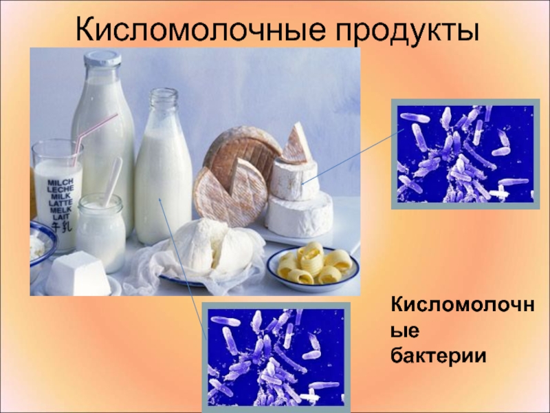 Дрожжи используются человеком для производства кисломолочных. Бактерии в молочных продуктах. Молочнокислые бактерии продукты. Бактерии в кисломолочных продуктах. Микроорганизмы в кисломолочных продуктах.