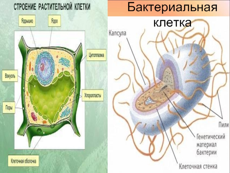 Растительная клетка царство. Бактерия растения строение. Бактериальная и растительная клетка. Клетка бактерии и растения. Строение бактерии.